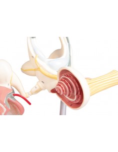 Labirinto con ossicini...