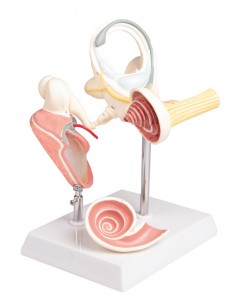 Labirinto con ossicini... 2