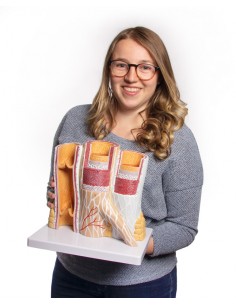 Modello anatomico di...