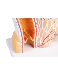 Modello anatomico di... 2