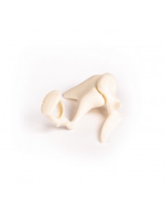 Ossicini dell'orecchio...