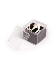 Ossicini dell'orecchio... 2