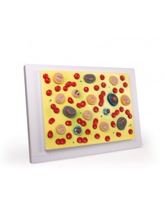 Cellule del sangue Erler...