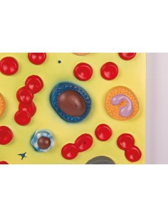 Cellule del sangue Erler... 2