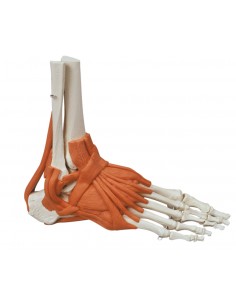 Erler Zimmer, modello...