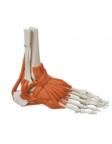 Erler Zimmer, modello anatomico...