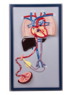 Erler Zimmer, modello...