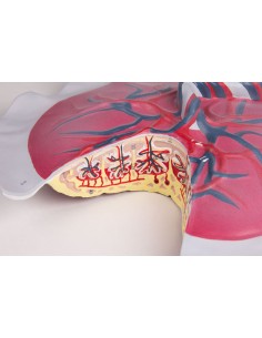 Erler Zimmer, modello...