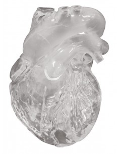 Modello didattico di cuore...