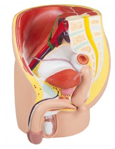 Erler Zimmer, modello... 2