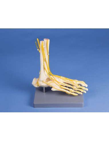 Erler Zimmer, modello anatomico di...