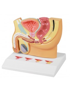 Sezione della pelvi...