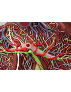 Erler Zimmer, modello... 2