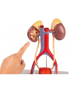 Modello anatomico di...