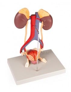 Modello anatomico di... 2