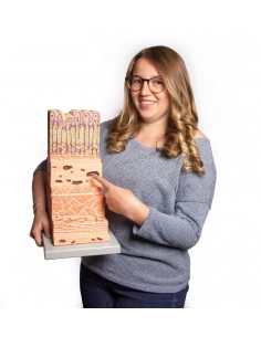 Modello anatomico di parete...