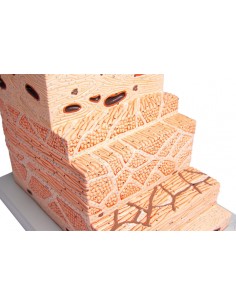 Modello anatomico di parete... 2