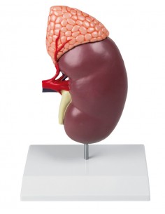 Rene con ghiandola... 2