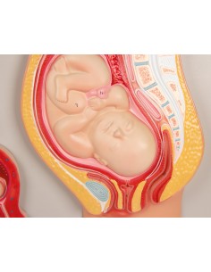 Sviluppo fetale Erler... 2