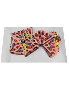 Lobuli epatici Erler Zimmer...