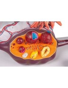 Modello anatomico di Ovaia... 2