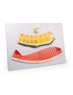 Cambiamenti ciclici...