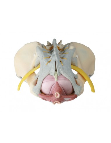 Erler Zimmer, modello anatomico di...