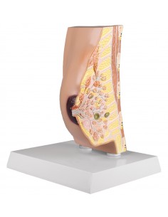 Erler Zimmer, modello... 2