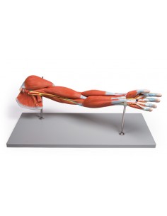 Modello anatomico dei... 2