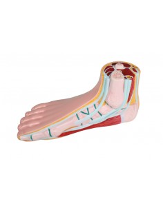 Piede normale, a grandezza...