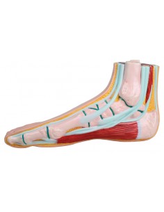 Piede normale, a grandezza... 2