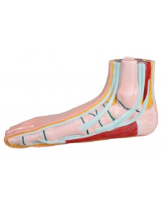 Piede piatto, a grandezza...