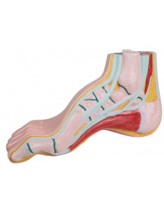 Piede cavo, a grandezza...