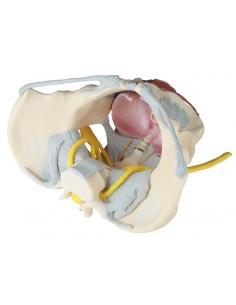 Erler Zimmer, modello... 2