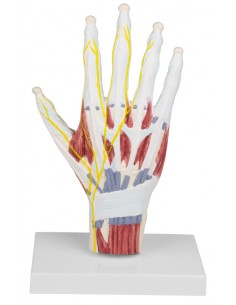 Modello di struttura di...