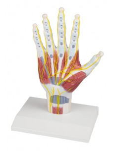 Modello di struttura di... 2