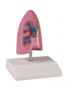 Erler Zimmer, modello...