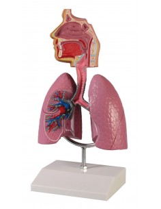 Erler Zimmer, modello...