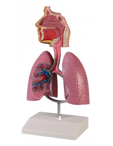 Erler Zimmer, modello anatomico...