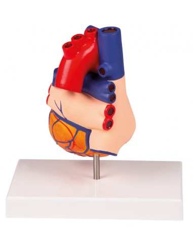 Erler Zimmer, modello anatomico di...
