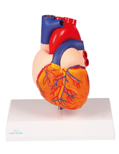 Icona Di Vettore Del Cuore Umano Simbolo Anatomico Medico - Immagini