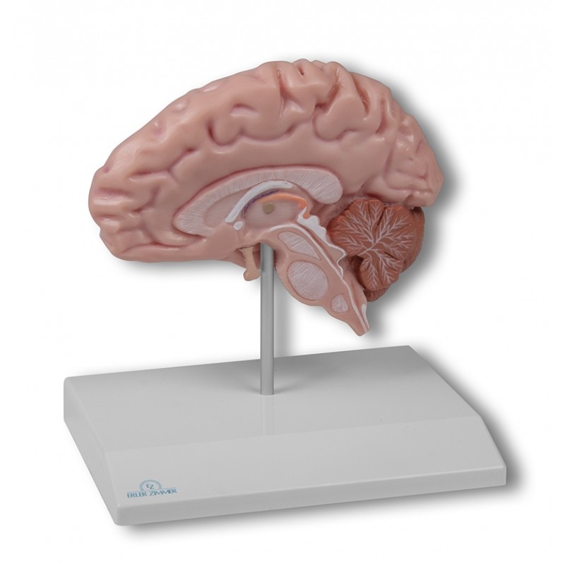 Modelli anatomici Erler Zimmer,...