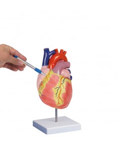 Erler Zimmer, modello...