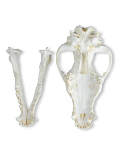 Cranio di Cane Alano (Canis...