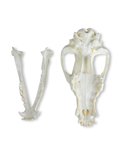 Cranio di Cane Pastore tedesco (Canis...