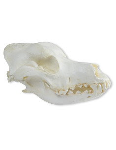 Cranio di Cane Pastore... 2