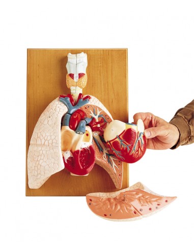 Erler Zimmer, modello anatomico del...