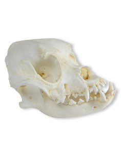 Cranio di Cane Boxer (Canis... 2