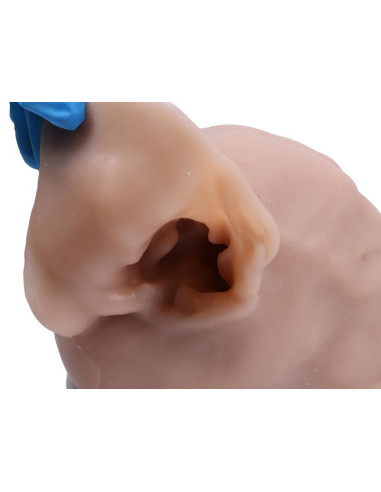 Simulatore per Otoscopia Veterinaria... Simulatore per Otoscopia Veterinaria...