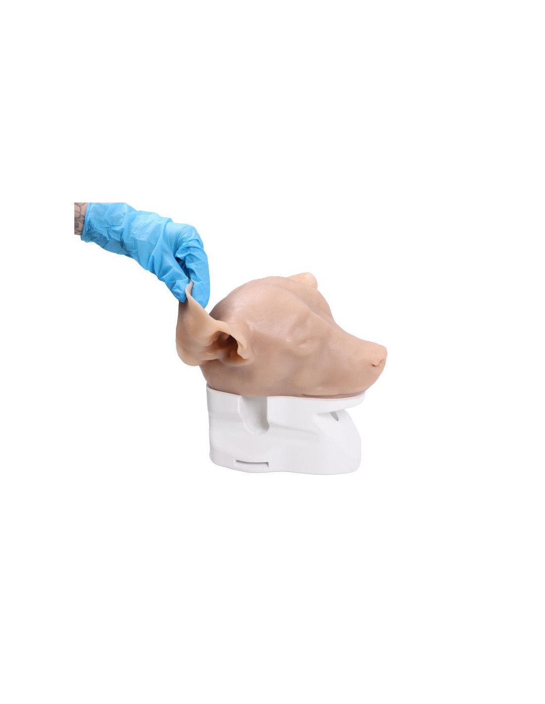 Simulatore per Otoscopia Veterinaria... Simulatore per Otoscopia Veterinaria...